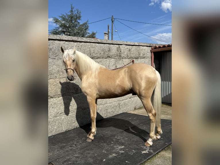 Lusitano Stallion 5 years 15,2 hh Pearl in Caldas De Reis (Casco Urbano)