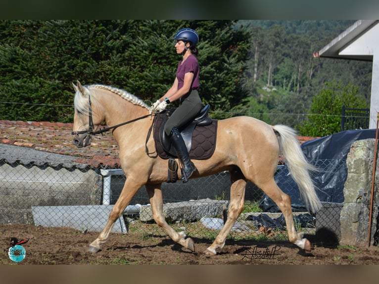 Lusitano Stallion 5 years 15,2 hh Pearl in Caldas De Reis (Casco Urbano)