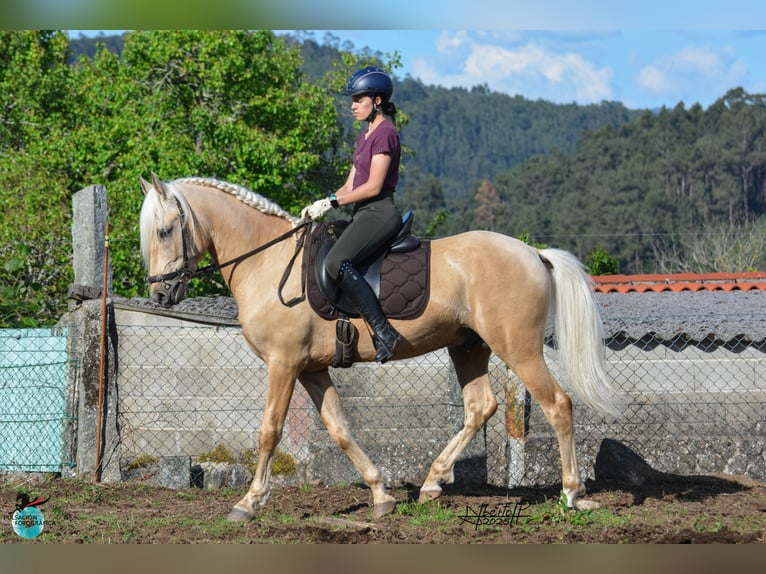 Lusitano Stallion 5 years 15,2 hh Pearl in Caldas De Reis (Casco Urbano)
