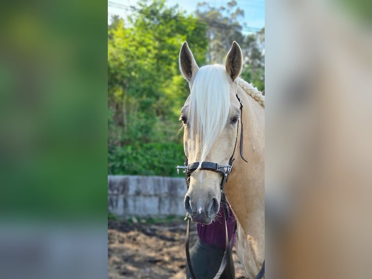 Lusitano Stallion 5 years 15,2 hh Pearl in Caldas De Reis (Casco Urbano)
