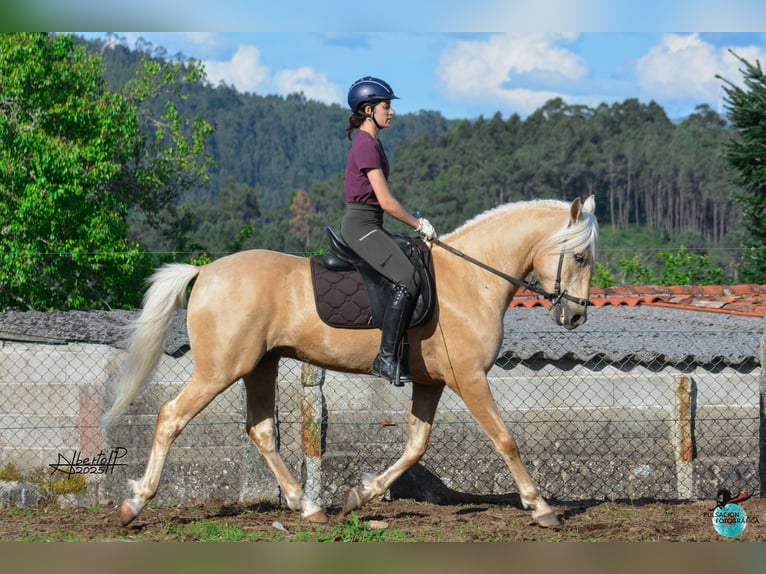 Lusitano Stallion 5 years 15,2 hh Pearl in Caldas De Reis (Casco Urbano)