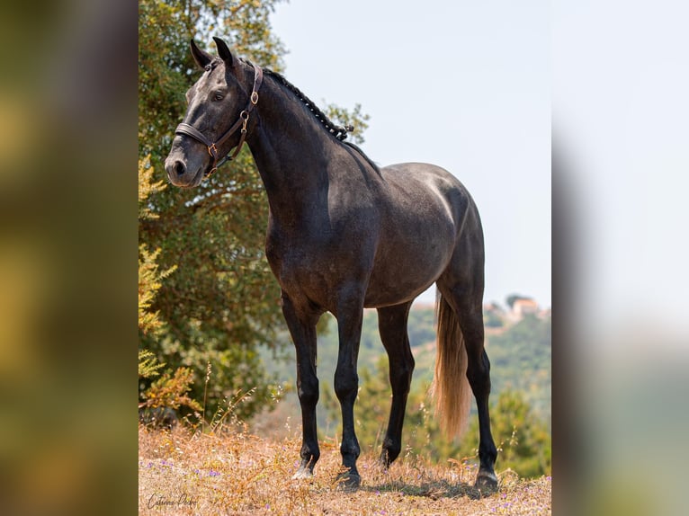 Lusitano Stallion 5 years 15,3 hh Grey in Rio Maior