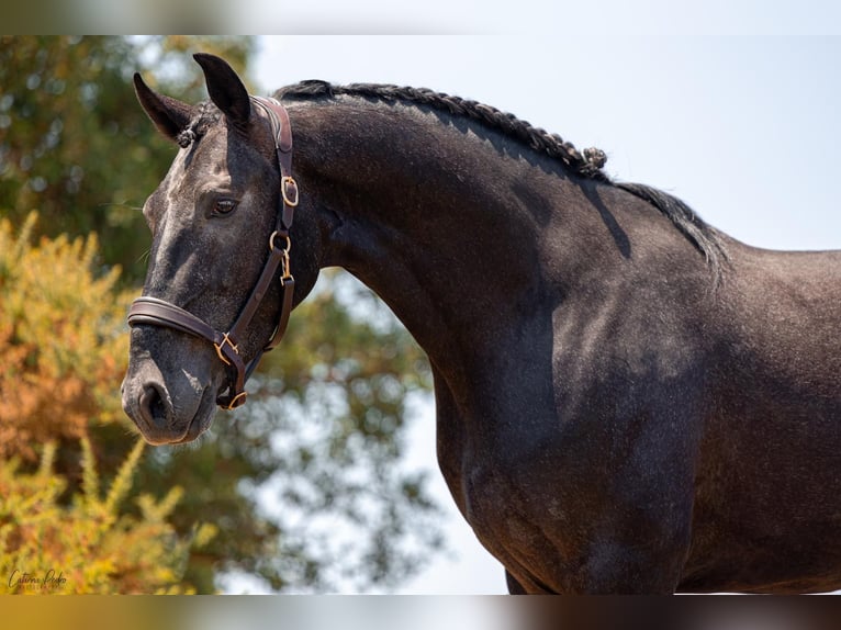 Lusitano Stallion 5 years 15,3 hh Grey in Rio Maior