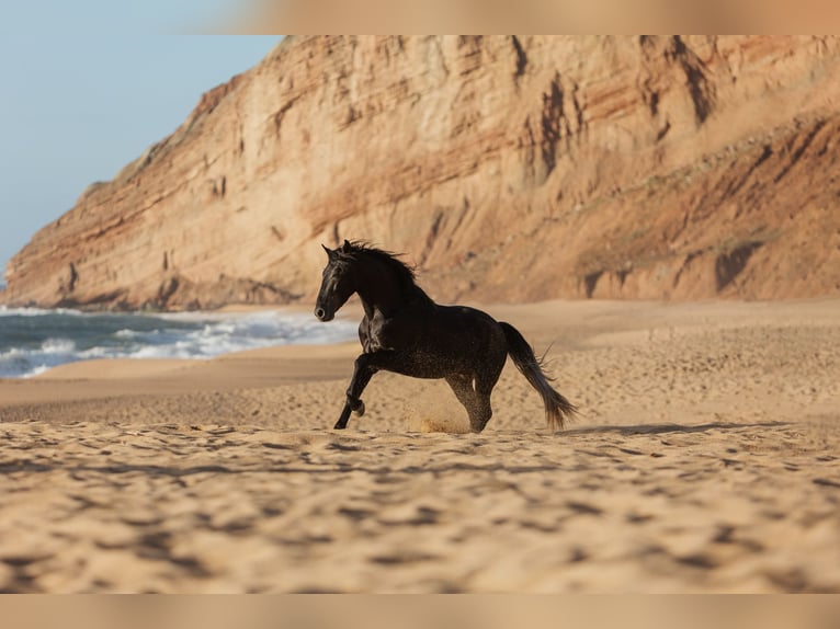 Lusitano Stallion 5 years 15,3 hh Grey in Rio Maior