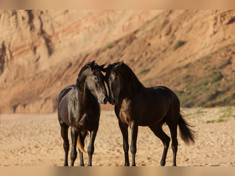 Lusitano Stallion 5 years 15,3 hh Grey in Rio Maior