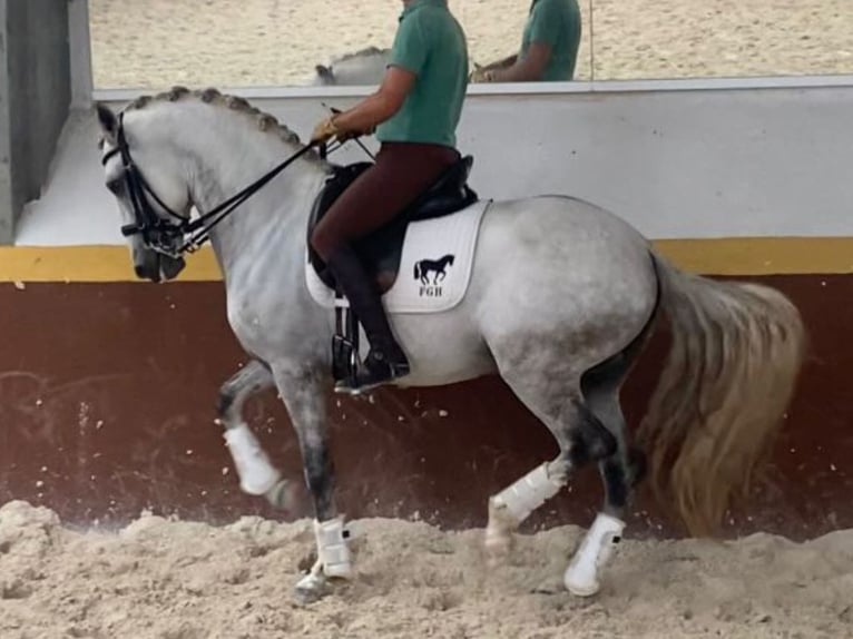 Lusitano Stallion 5 years 15,3 hh Grey in Navas Del Madro&#xF1;o