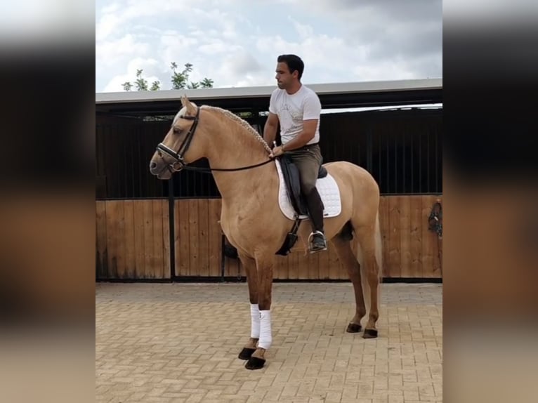Lusitano Stallion 5 years 15,3 hh Palomino in Neu-Anspach