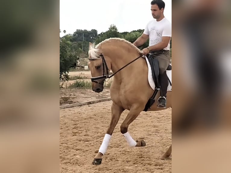 Lusitano Stallion 5 years 15,3 hh Palomino in Neu-Anspach