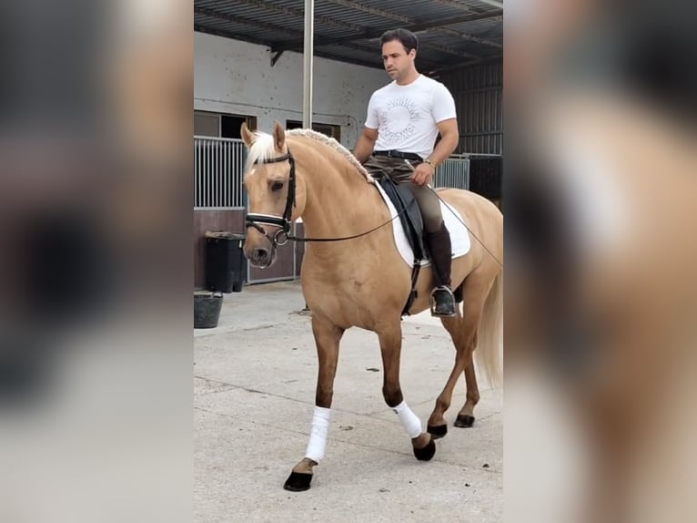 Lusitano Stallion 5 years 15,3 hh Palomino in Neu-Anspach