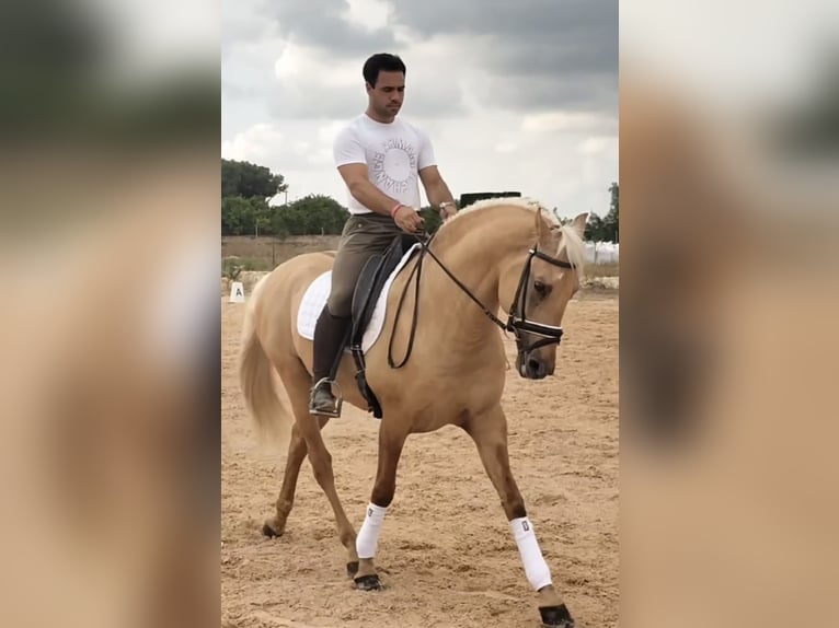 Lusitano Stallion 5 years 15,3 hh Palomino in Neu-Anspach