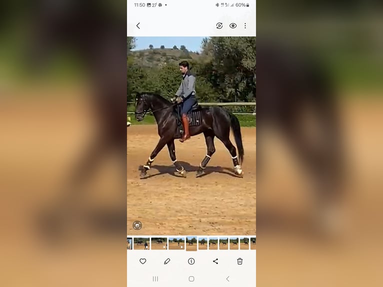 Lusitano Mix Stallion 5 years 16.1 hh Black in Pera