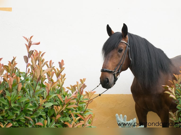 Lusitano Stallion 5 years 16,2 hh Bay in madrid