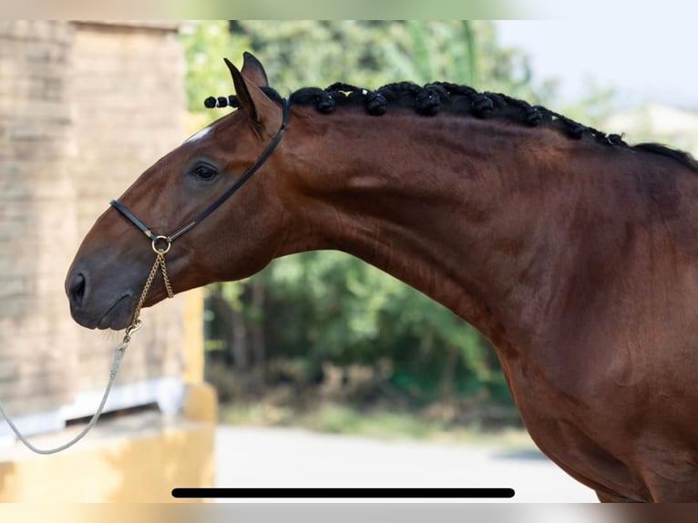 Lusitano Stallion 5 years 16 hh Bay-Dark in Martfeld