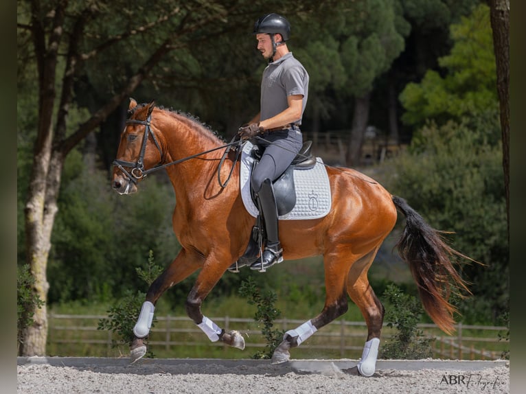 Lusitano Stallion 5 years 16 hh Brown in Vale do Pau Queimado