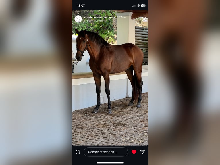 Lusitano Stallion 5 years 16 hh Brown in Vale do Pau Queimado