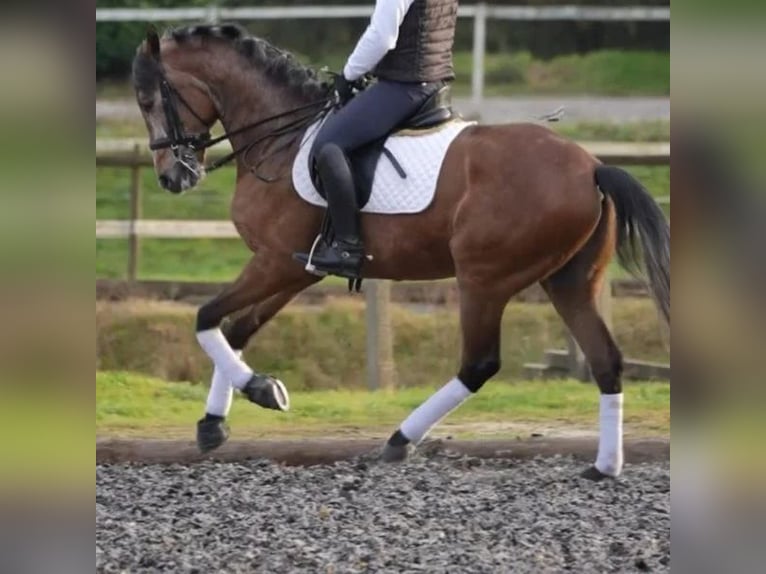 Lusitano Stallion 5 years 16 hh Brown in Sabadell Lusitano Stallion 5 years 16 hh Brown in Sabadell