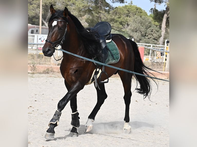 Lusitano Stallion 5 years 16 hh Brown in Mallorca