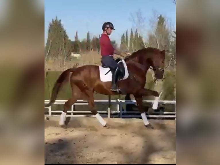 Lusitano Stallion 5 years 16 hh Chestnut-Red in Huelva