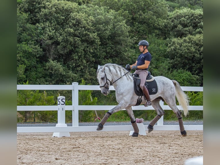 Lusitano Stallion 5 years 16 hh Gray-Dapple in Madrid