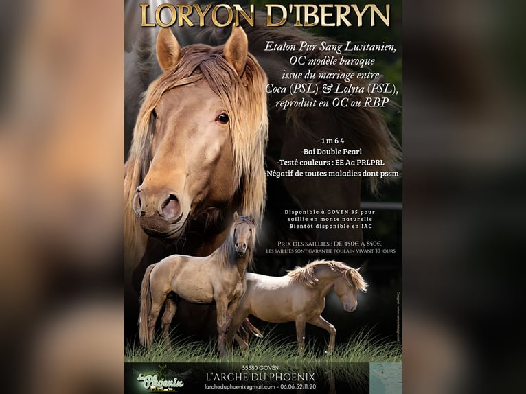 Lusitano Stallion 5 years 16 hh Pearl in goven