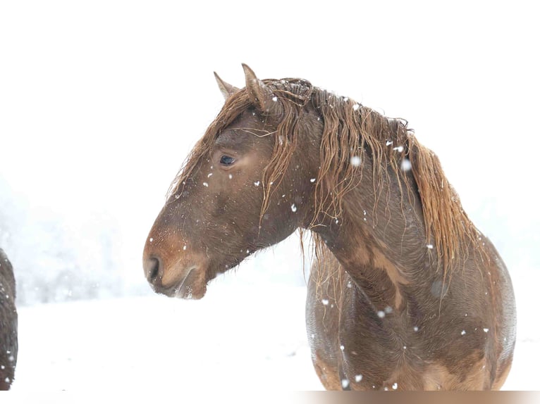 Lusitano Stallion 5 years 16 hh Pearl in Lothey