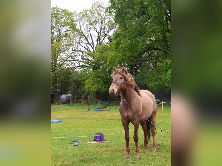 Lusitano Stallion 5 years 16 hh Pearl in Lothey