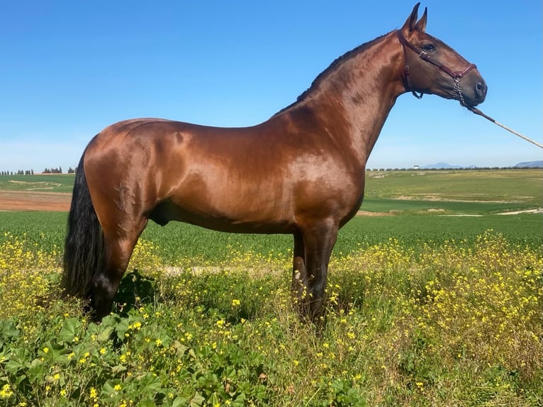 Lusitano Stallion 5 years 16,1 hh Brown in Lisboa Lusitano Stallion 5 years 16,1 hh Brown in Lisboa