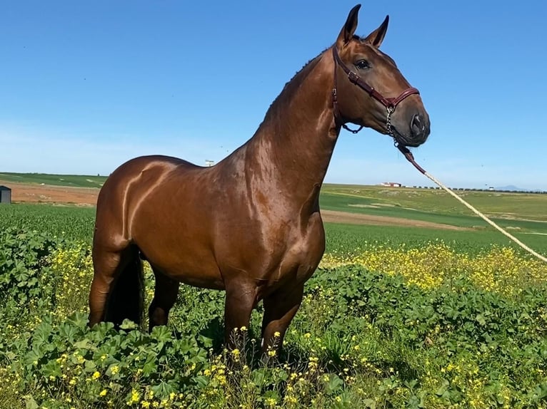 Lusitano Stallion 5 years 16,1 hh Brown in Lisboa