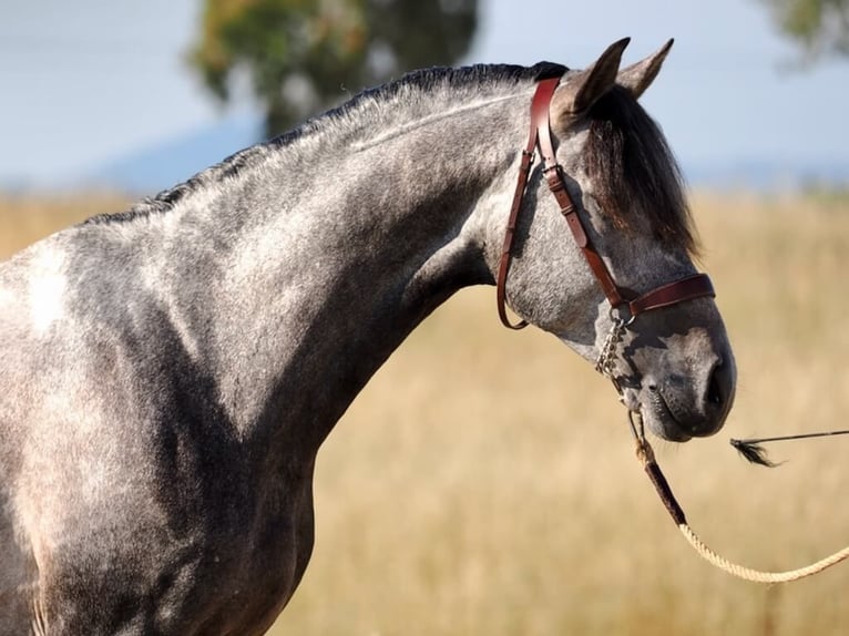 Lusitano Stallion 5 years 16,1 hh Gray in Navas Del Madro&#xF1;o
