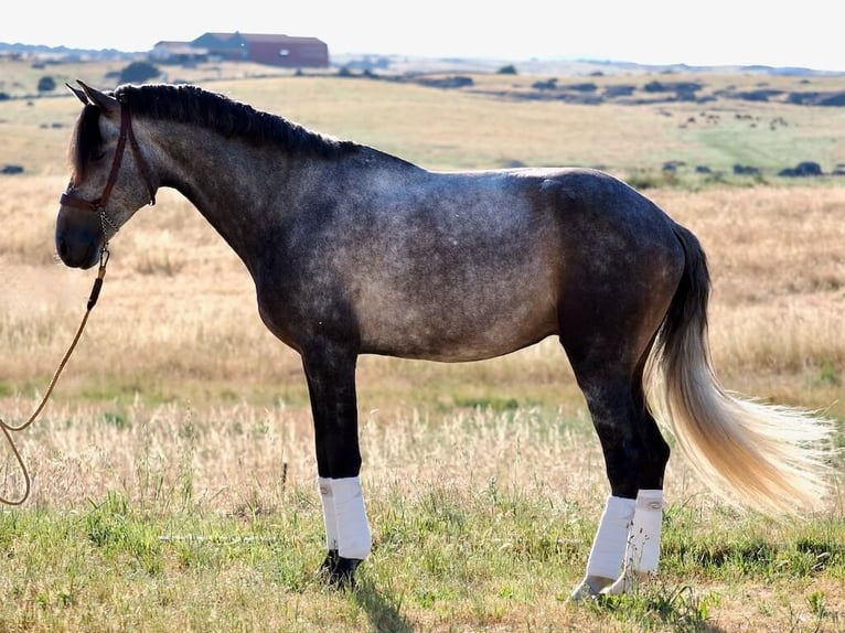 Lusitano Stallion 5 years 16,1 hh Gray in Navas Del Madro&#xF1;o