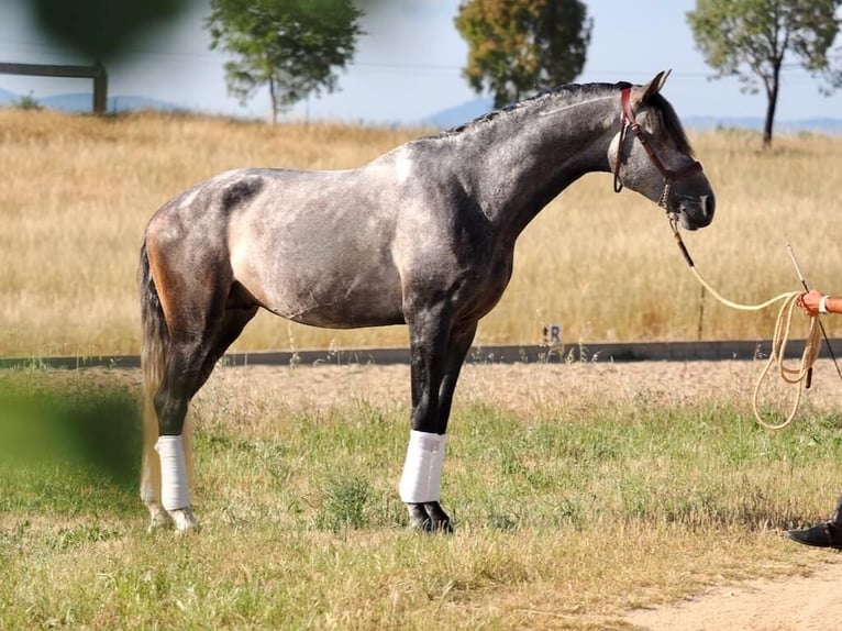 Lusitano Stallion 5 years 16,1 hh Gray in Navas Del Madro&#xF1;o