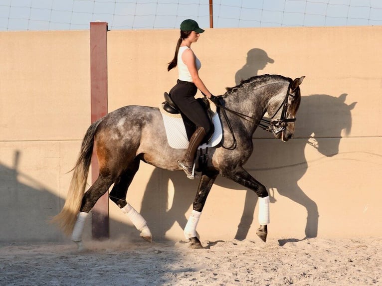 Lusitano Stallion 5 years 16,1 hh Gray in Navas Del Madro&#xF1;o