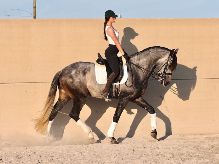 Lusitano Stallion 5 years 16,1 hh Gray in Navas Del Madro&#xF1;o