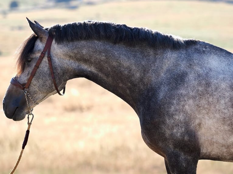 Lusitano Stallion 5 years 16,1 hh Gray in Navas Del Madro&#xF1;o