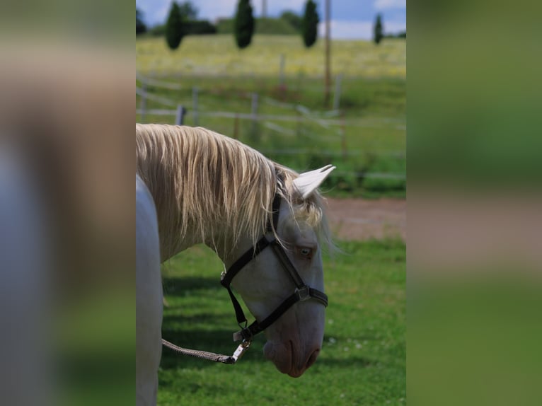 Lusitano Stallion 5 years Perlino in Kodersdorf