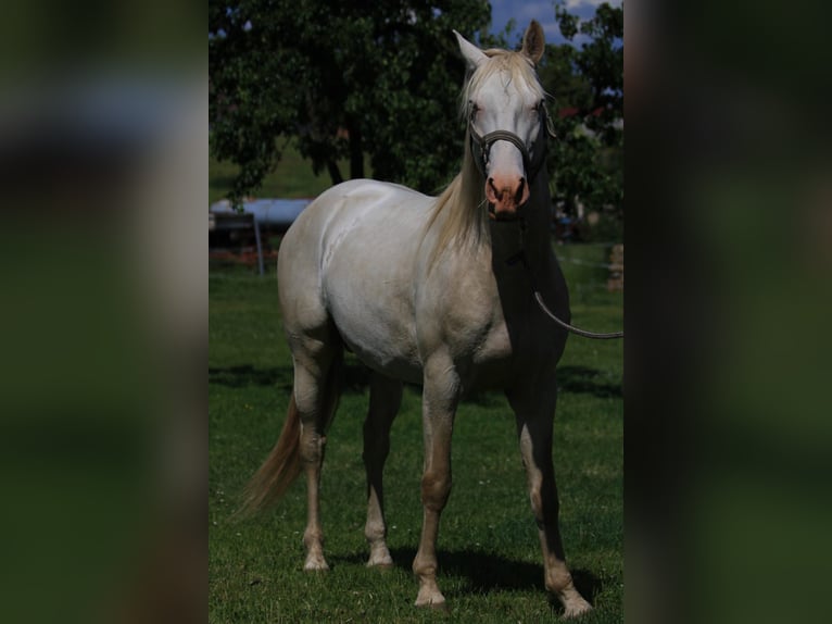 Lusitano Stallion 5 years Perlino in Kodersdorf