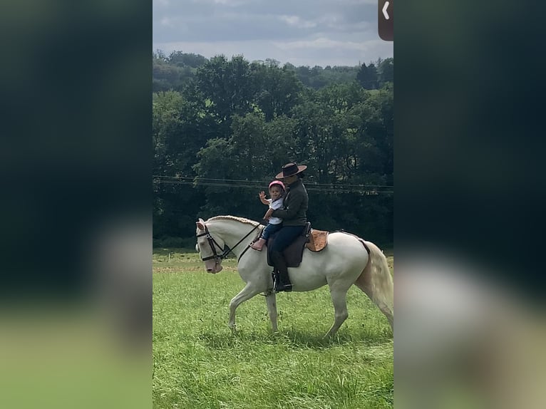 Lusitano Stallion 6 years 14.3 hh Cremello in Schöneberg