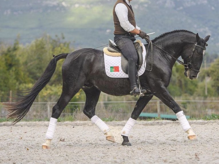 Lusitano Stallion 6 years 15,2 hh Black in NAVAS DEL MADRONO