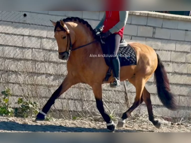 Lusitano Stallion 6 years 15,2 hh Buckskin in Sevilla