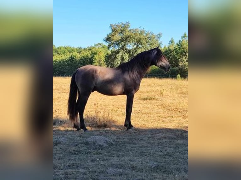 Lusitano Stallion 6 years 15,2 hh Gray in CAPTIEUX