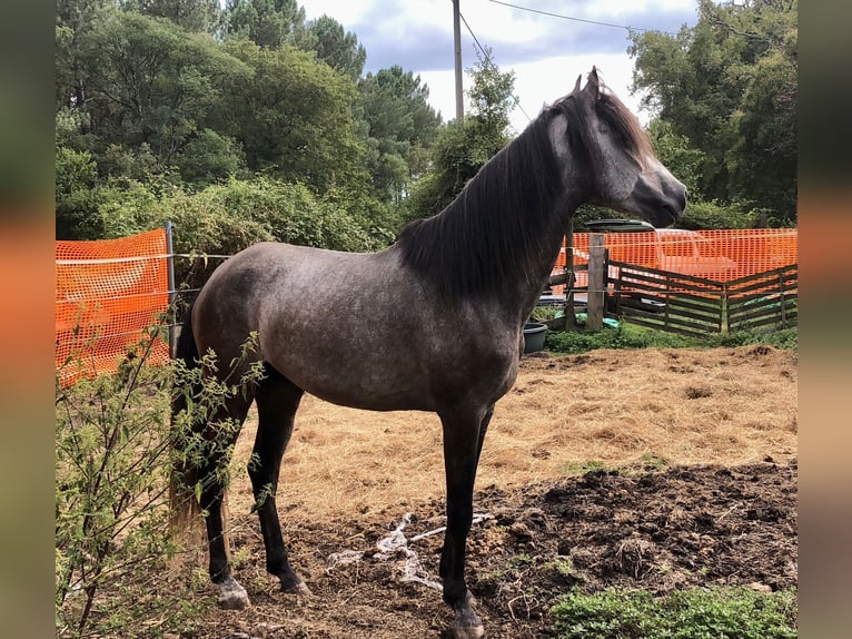 Lusitano Stallion 6 years 15,2 hh Gray in CAPTIEUX