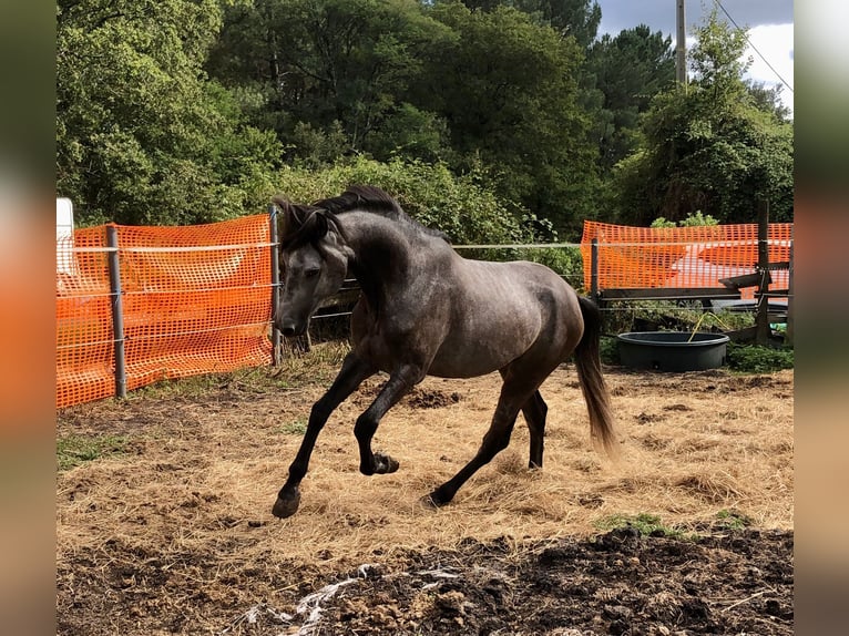 Lusitano Stallion 6 years 15,2 hh Gray in CAPTIEUX