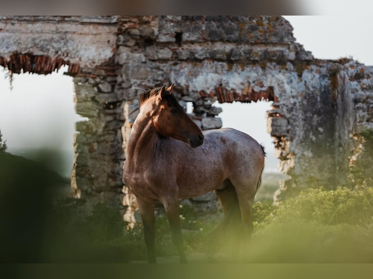 Lusitano Mix Stallion 6 years 15,2 hh Roan-Bay in Rio Maior