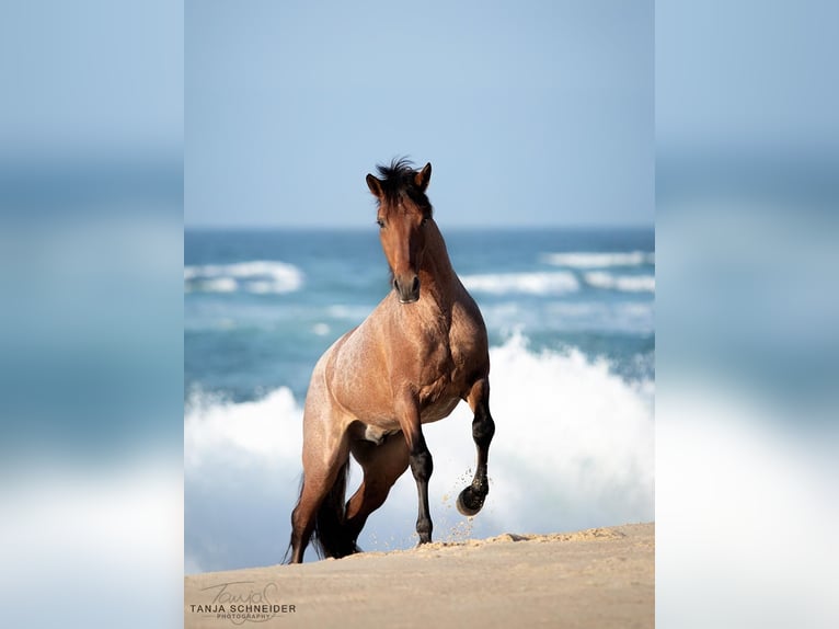 Lusitano Mix Stallion 6 years 15,2 hh Roan-Bay in Rio Maior