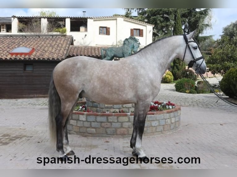 Lusitano Stallion 6 years 15,3 hh Gray in Barcelona