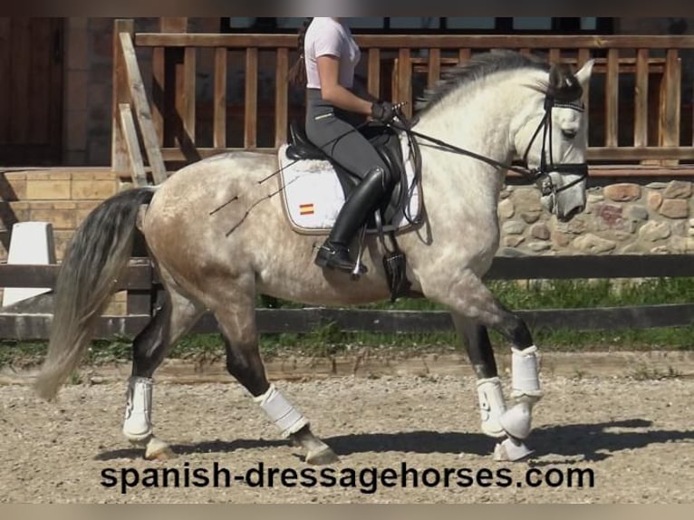 Lusitano Stallion 6 years 15,3 hh Gray in Barcelona