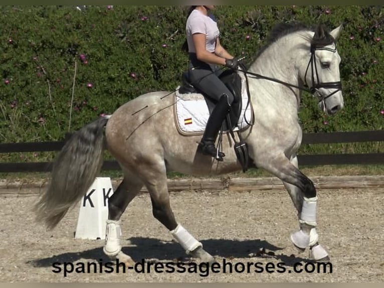 Lusitano Stallion 6 years 15,3 hh Gray in Barcelona