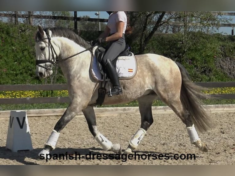 Lusitano Stallion 6 years 15,3 hh Gray in Barcelona