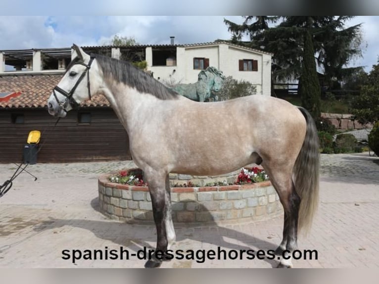 Lusitano Stallion 6 years 15,3 hh Gray in Barcelona