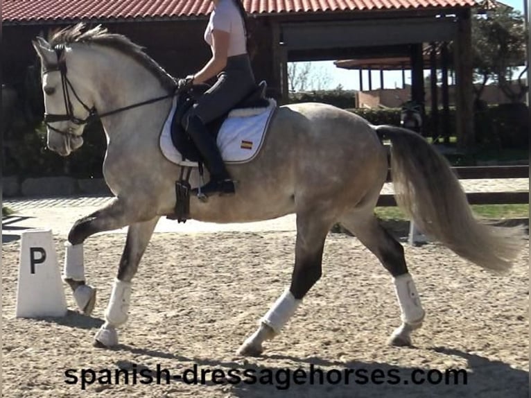 Lusitano Stallion 6 years 15,3 hh Gray in Barcelona